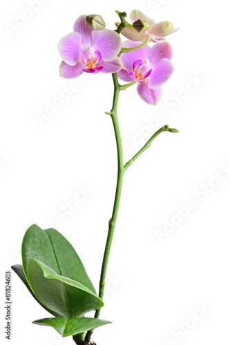 Fototapeta Naklejka Na Ścianę i Meble -  orchid on the white background