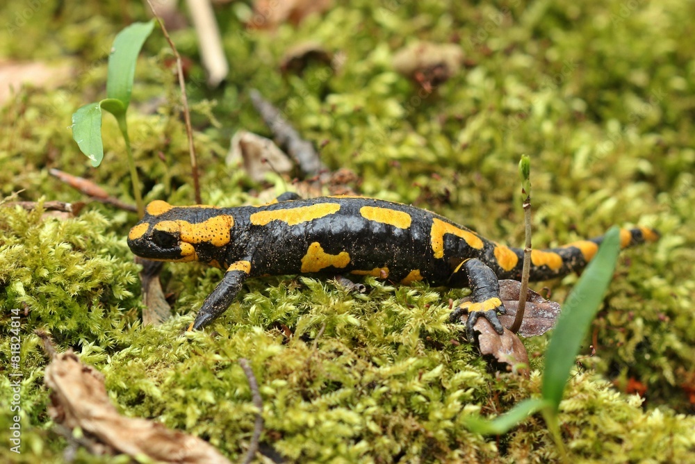 Fototapeta premium Feuersalamander im Nationalpark Kellerwald