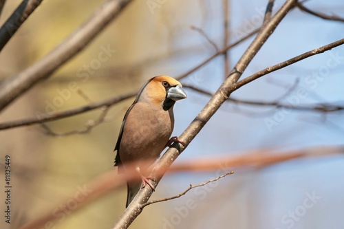 Grosbeak (Coccothraustes coccothrautes) on a twig photo