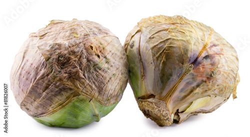 Cuadro en lienzo spoiled cabbage isolated on white background