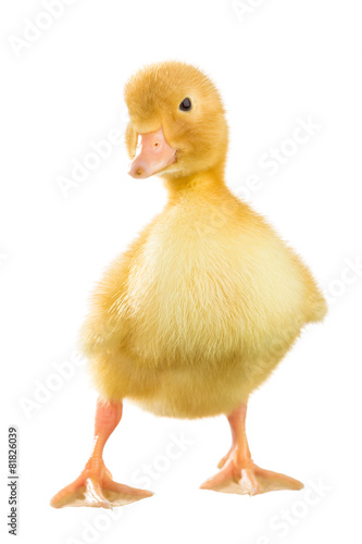 Yellow duckling