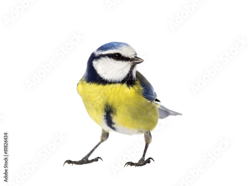 Fototapeta Blue tit on white background looking to the right