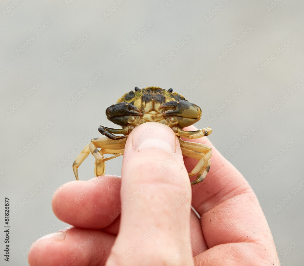 Fototapeta premium Hand holding a small crab