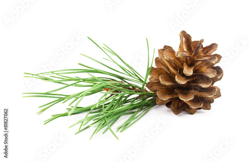 pine cone isolated on white background