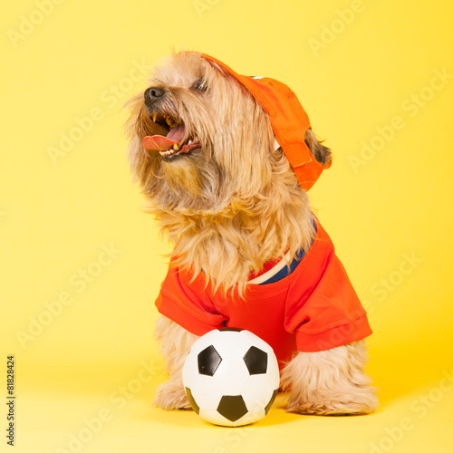 Dutch soccer dog