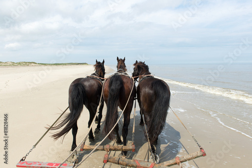 Horses at the beach photo