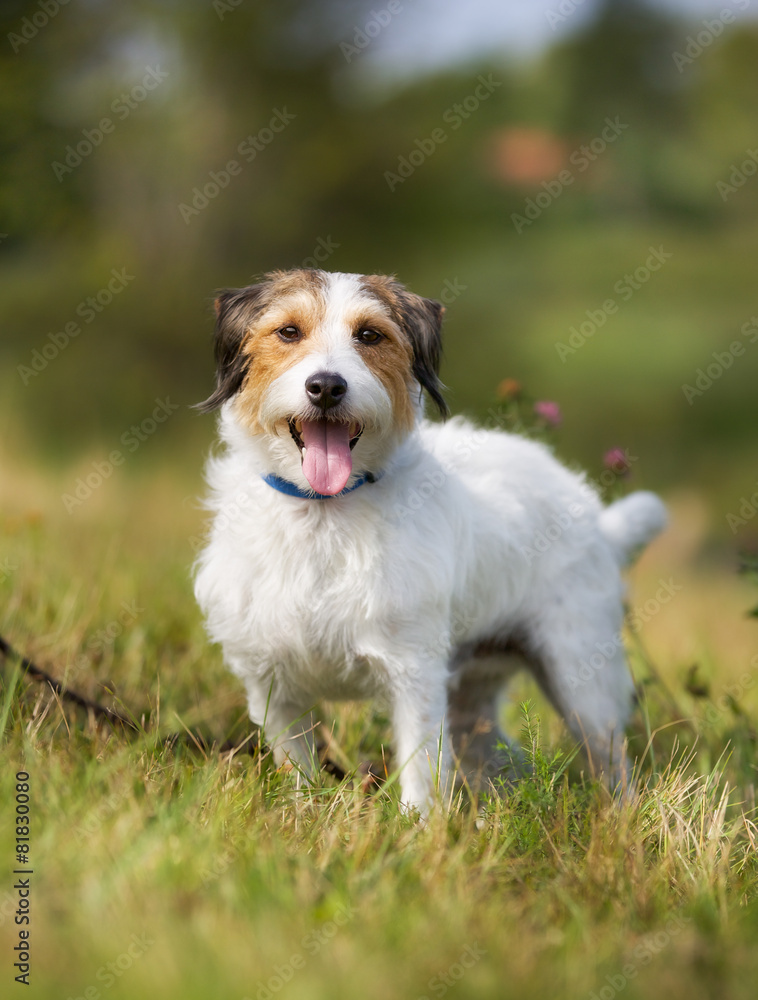 Pedigree Jack Russell Terrier dog