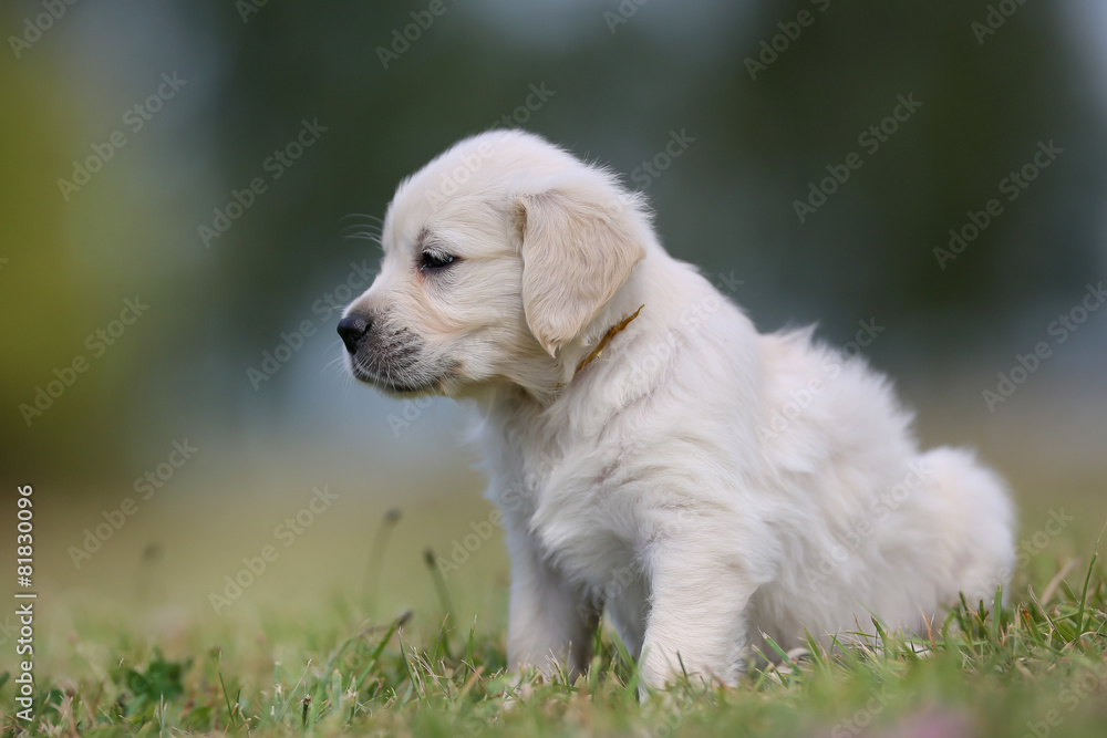 Golden retriever puppy looking away from camera Golden retriever puppy looking away from camera
