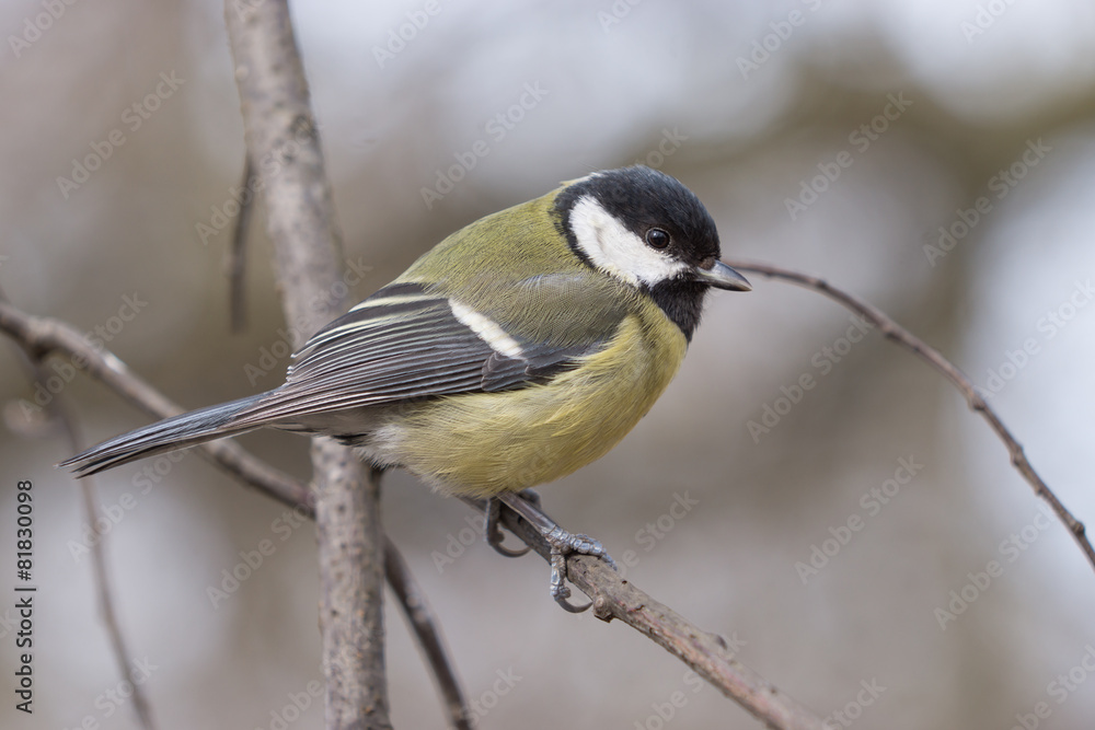 Obraz premium Great Tit (Parus major).