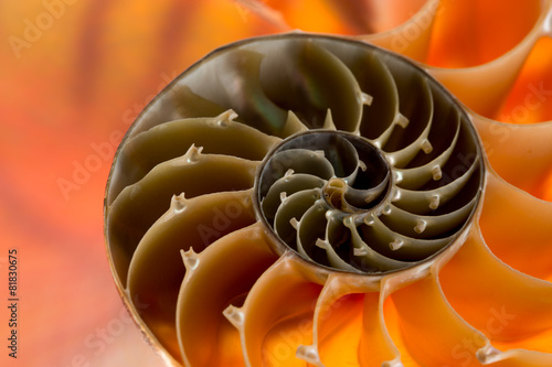 Close-up of nautilus shell. Patterns, textures, and details
