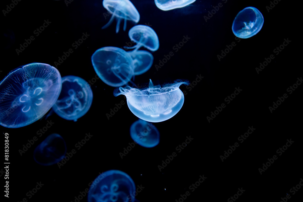 jellyfish, medusa jellyfish, medusa