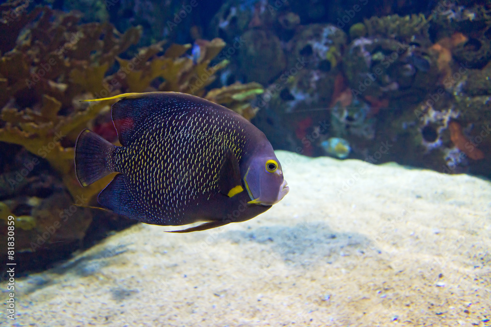 Fototapeta premium undersea world