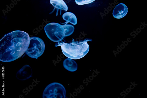 jellyfish, medusa
