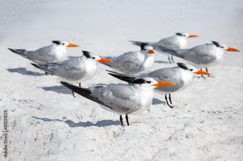 Royal terns sea birds stand on Siesta Key beach in Florida photo