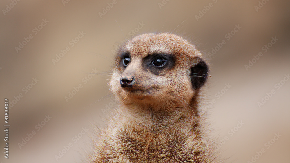 Fototapeta premium Erdmännchen