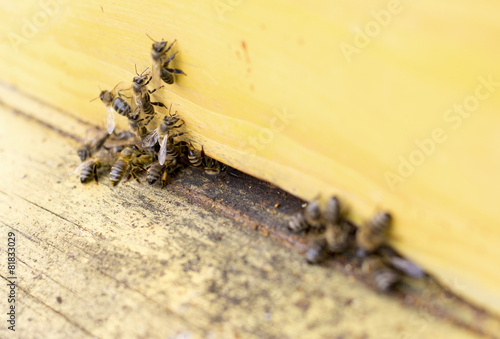 Honey bees in yellow beehive photo