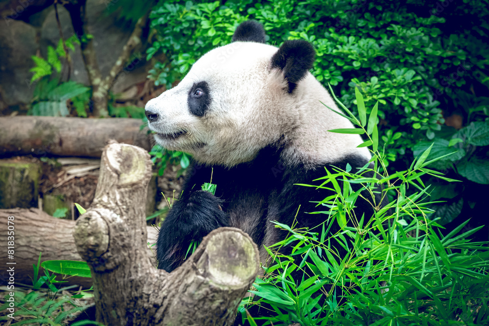 Giant panda Giant panda