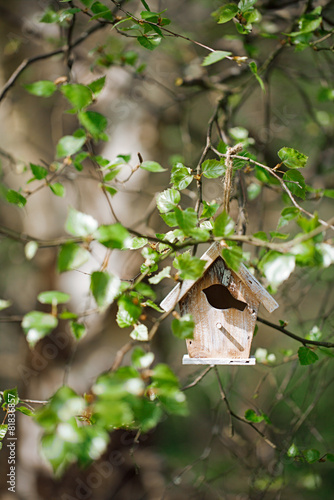 Little Birdhouse in Spring birch leaves