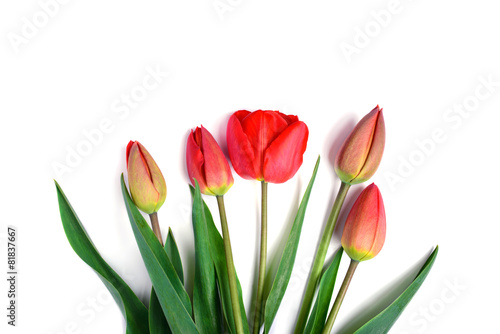 bunch of red tulips bouquet isolated on white background