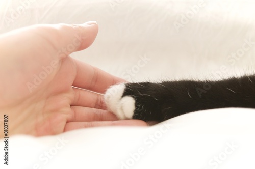 Fototapeta Naklejka Na Ścianę i Meble -  cat foot and human hand