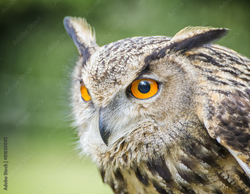 Fototapeta premium Gufo reale