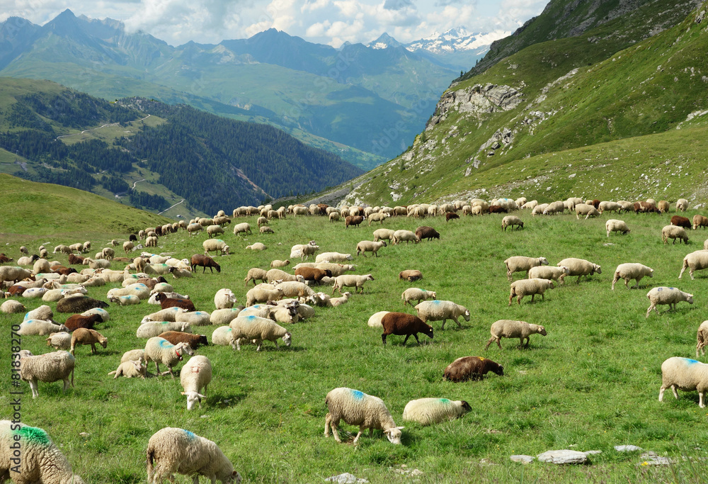 Obraz premium Troupeau de moutons