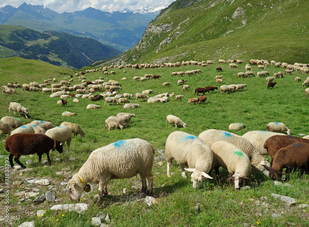 Fototapeta premium Troupeau de moutons