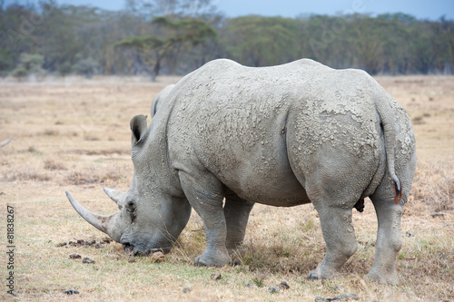 Rhino