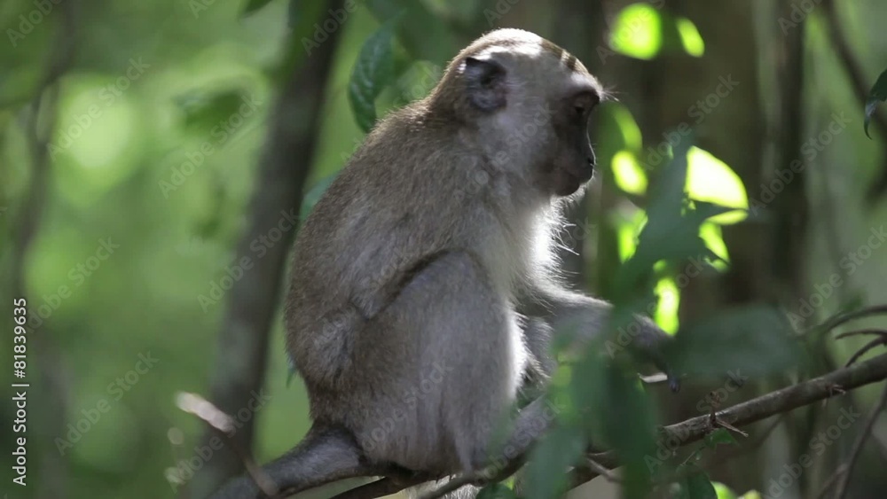 Monkey hanging on the branch 2 Monkey hanging on the branch 2