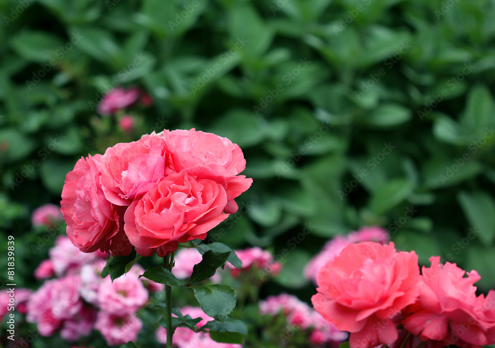 The bush with bright rose flowers The bush with bright rose flowers