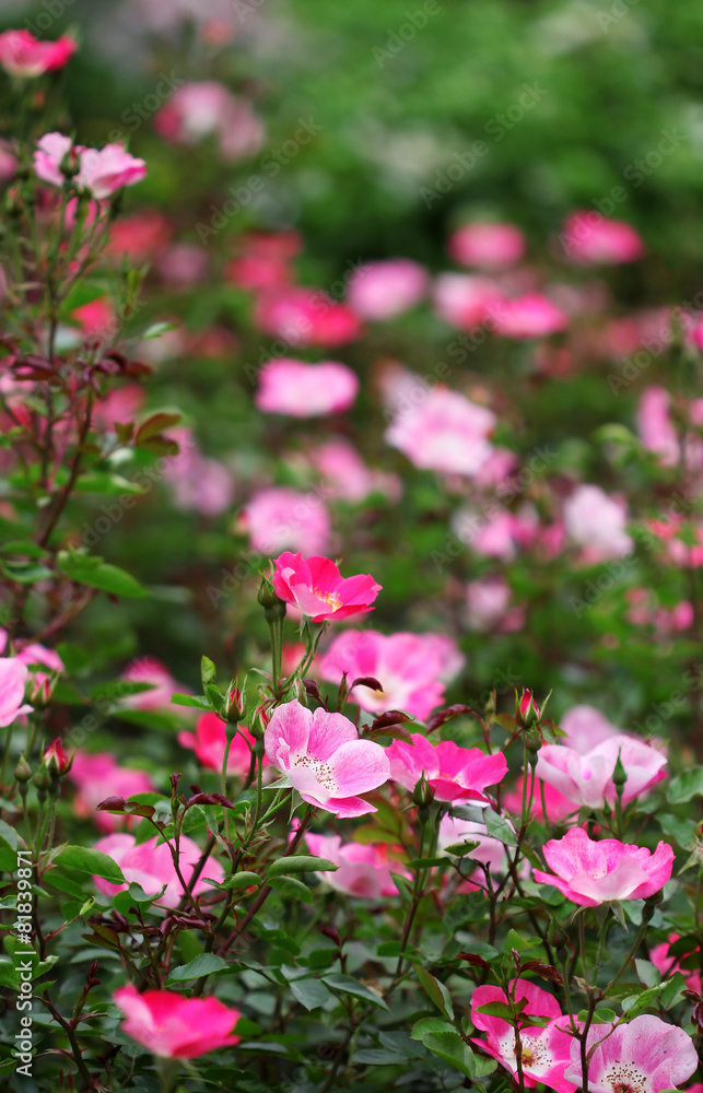 The bush with bright rose flowers