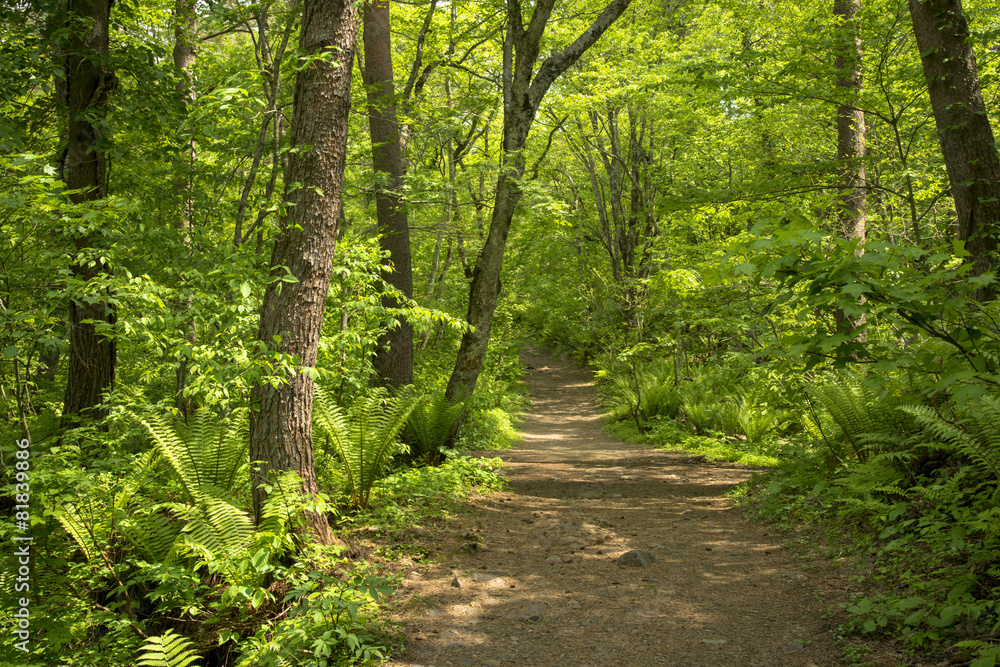 Obraz premium 新緑の小道