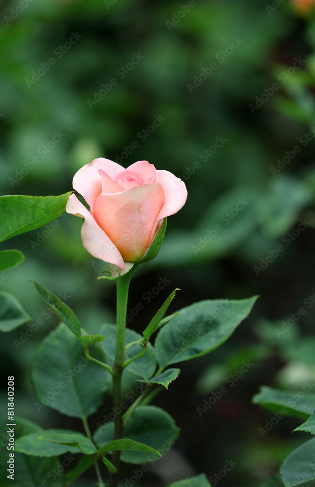 The bright soft rose macro shot