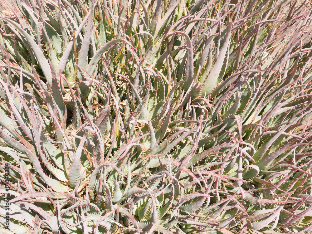 棘のある多肉植物 棘のある多肉植物