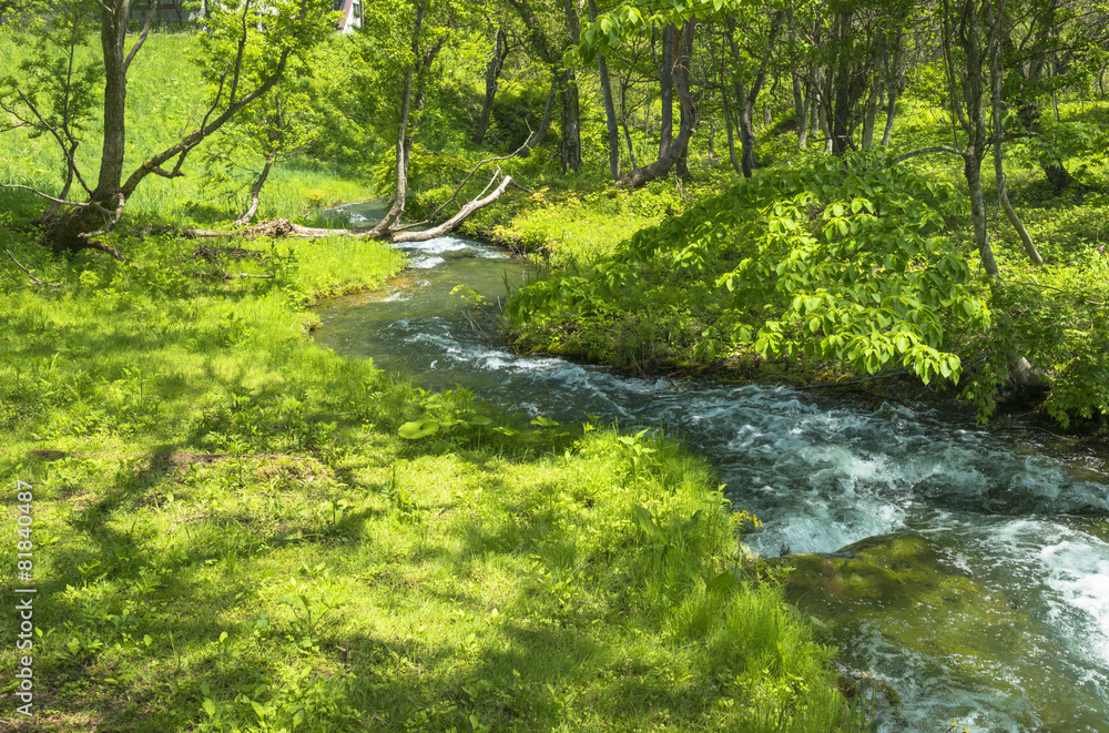 Obraz premium 裏磐梯の五色沼新緑