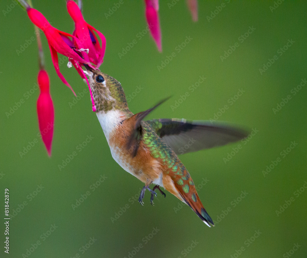 Fototapeta premium Rufous hummingbird feeding