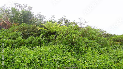 Puerto Rico Foggy Rainforest photo