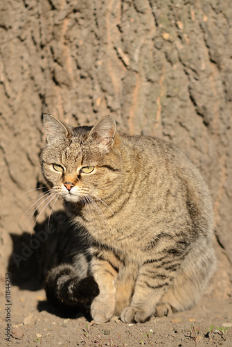 Cat portrait on a wooden textured background © SasaStock