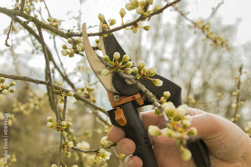 Spring gardening, pruning.