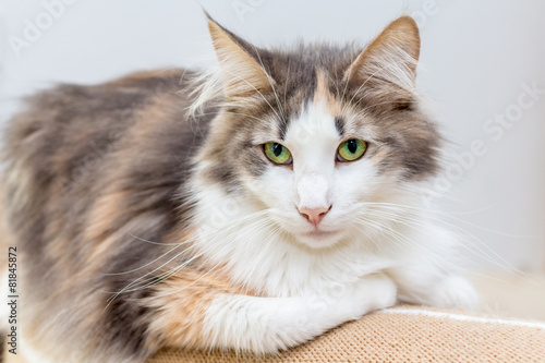 Obraz na płótnie Beautiful Norwegian forest cat with green eyes