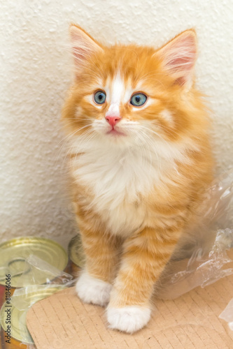 Fototapeta Naklejka Na Ścianę i Meble -  Cute red kitten with blue eyes