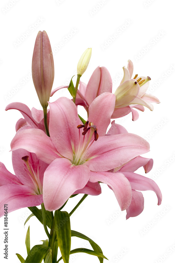 Big pink lilies