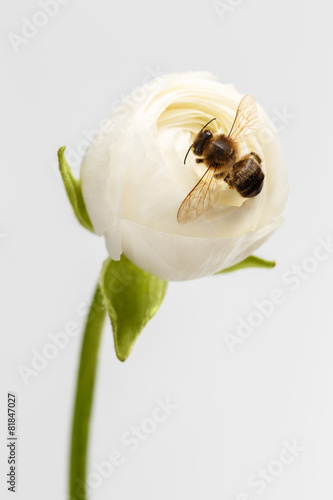 Closeup White Ranunculus Flower with Bee
