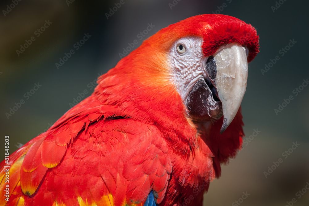 Fototapeta premium scarlet macaw