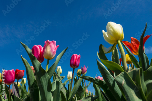 Tulpen photo