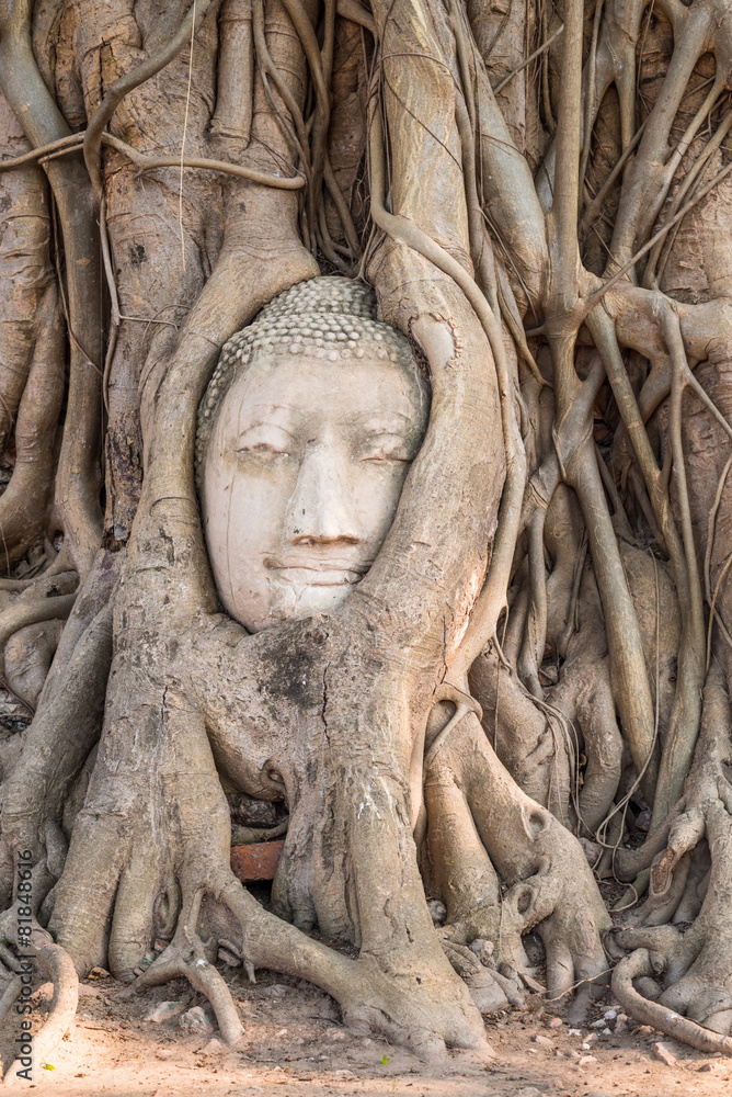 head of sandstone buddha in the tree roots at wat mahathat templ