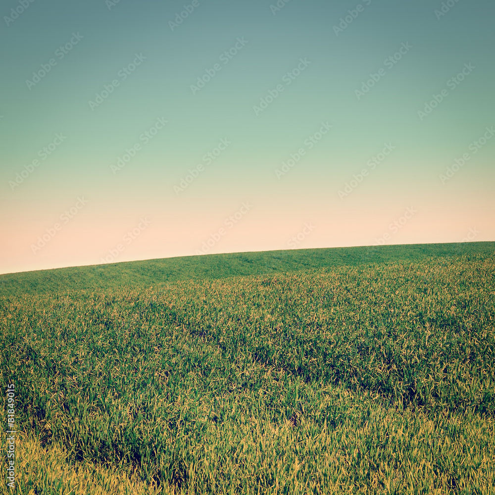 Obraz premium Green Grass