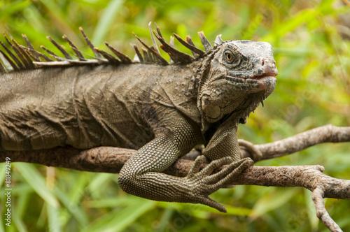 Leguan in Costa Rica