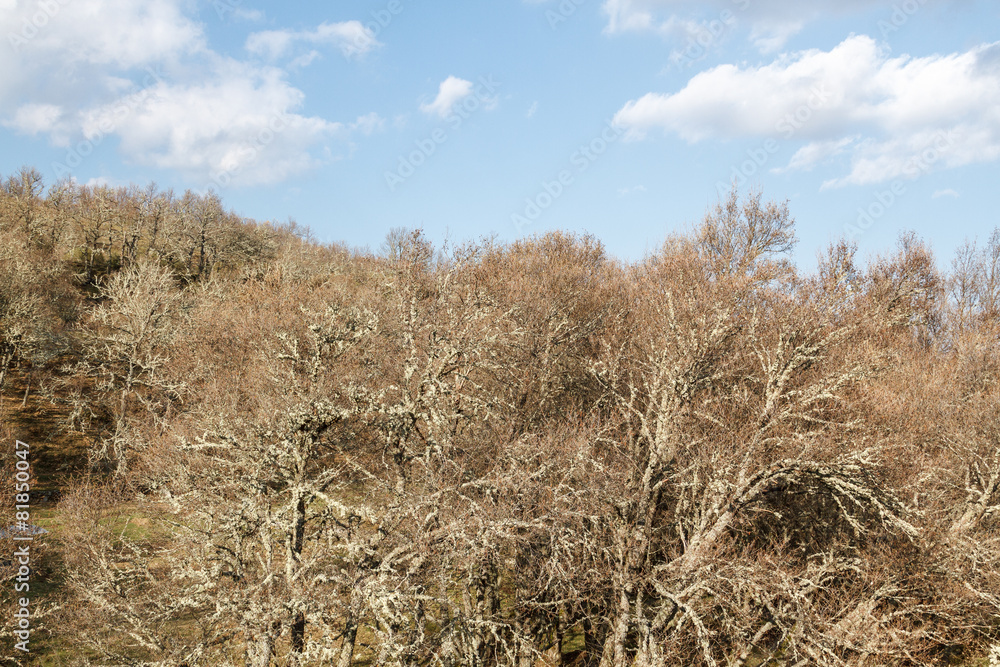 Fototapeta premium Bosque de robles. Argañoso, Astorga, León.
