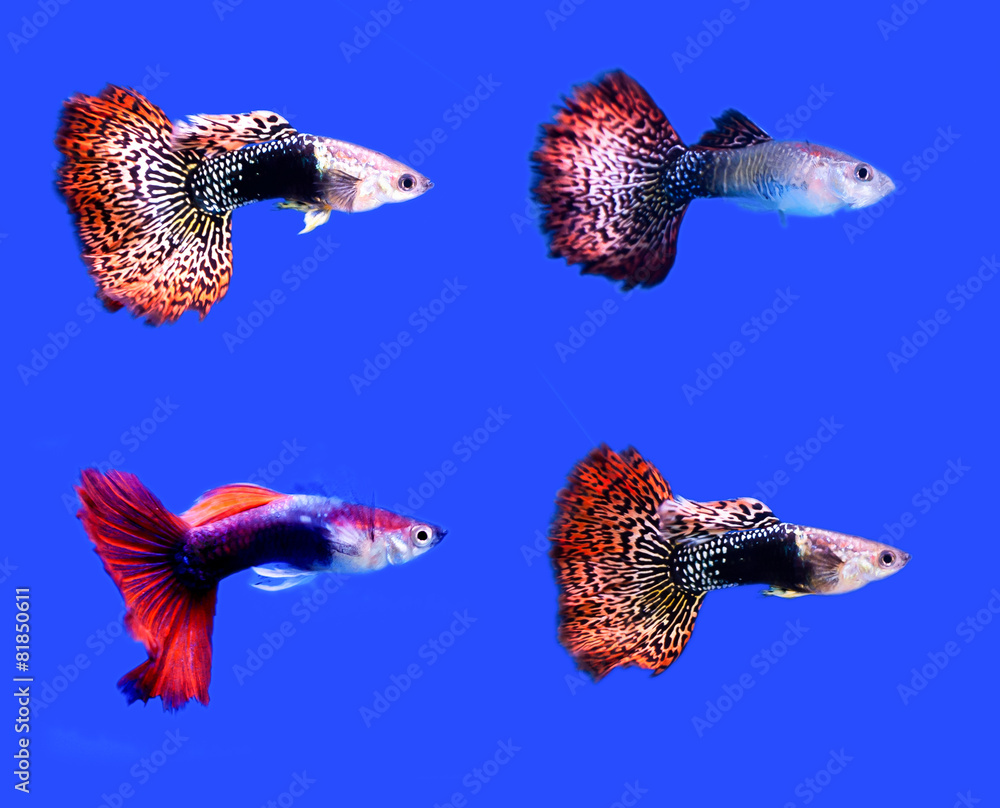 Fototapeta premium fish guppy pet isolated on blue background